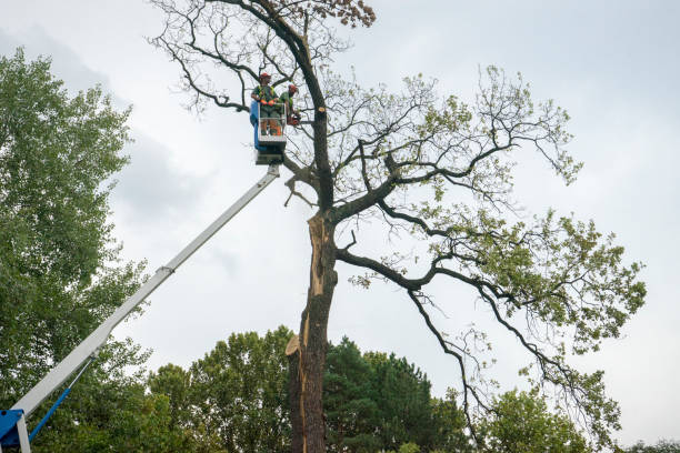 Best Tree Removal Service  in Alva, FL